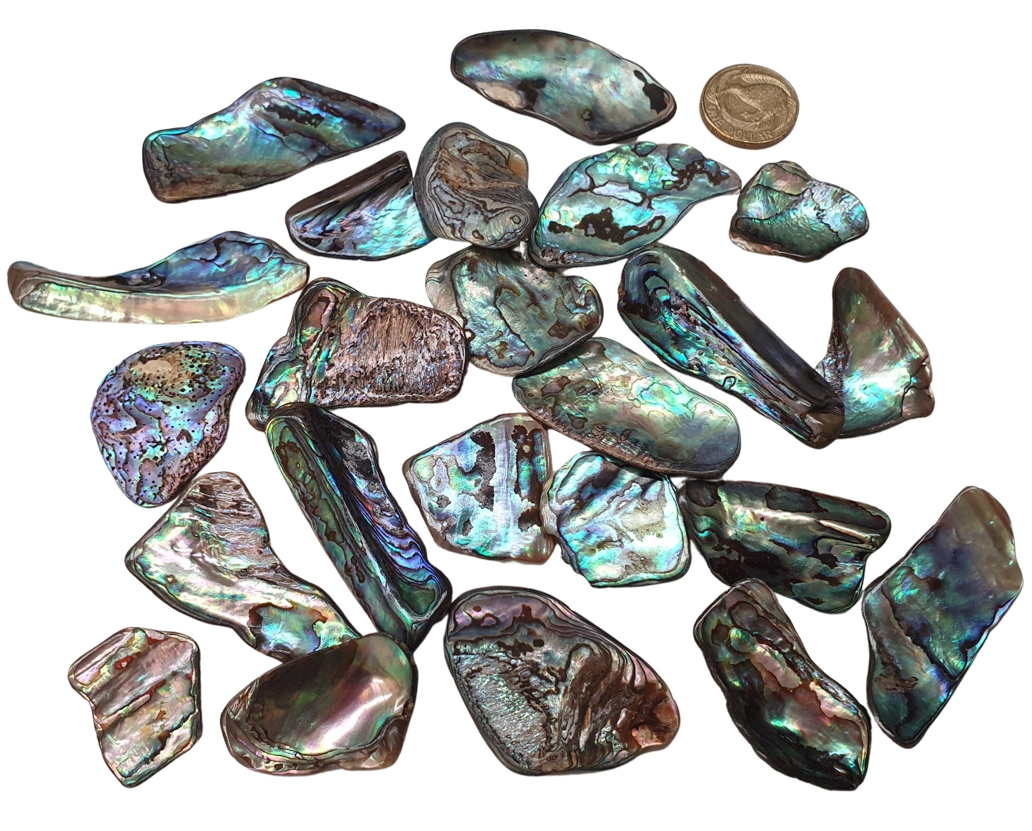 Paua Shell Pieces