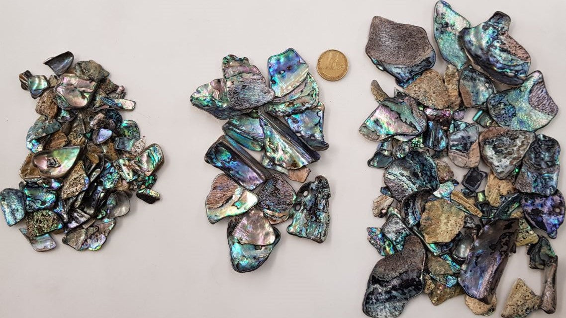 Paua Shell Pieces