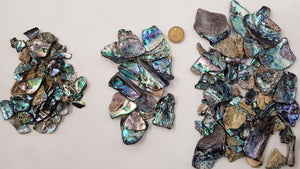 Paua Shell Pieces