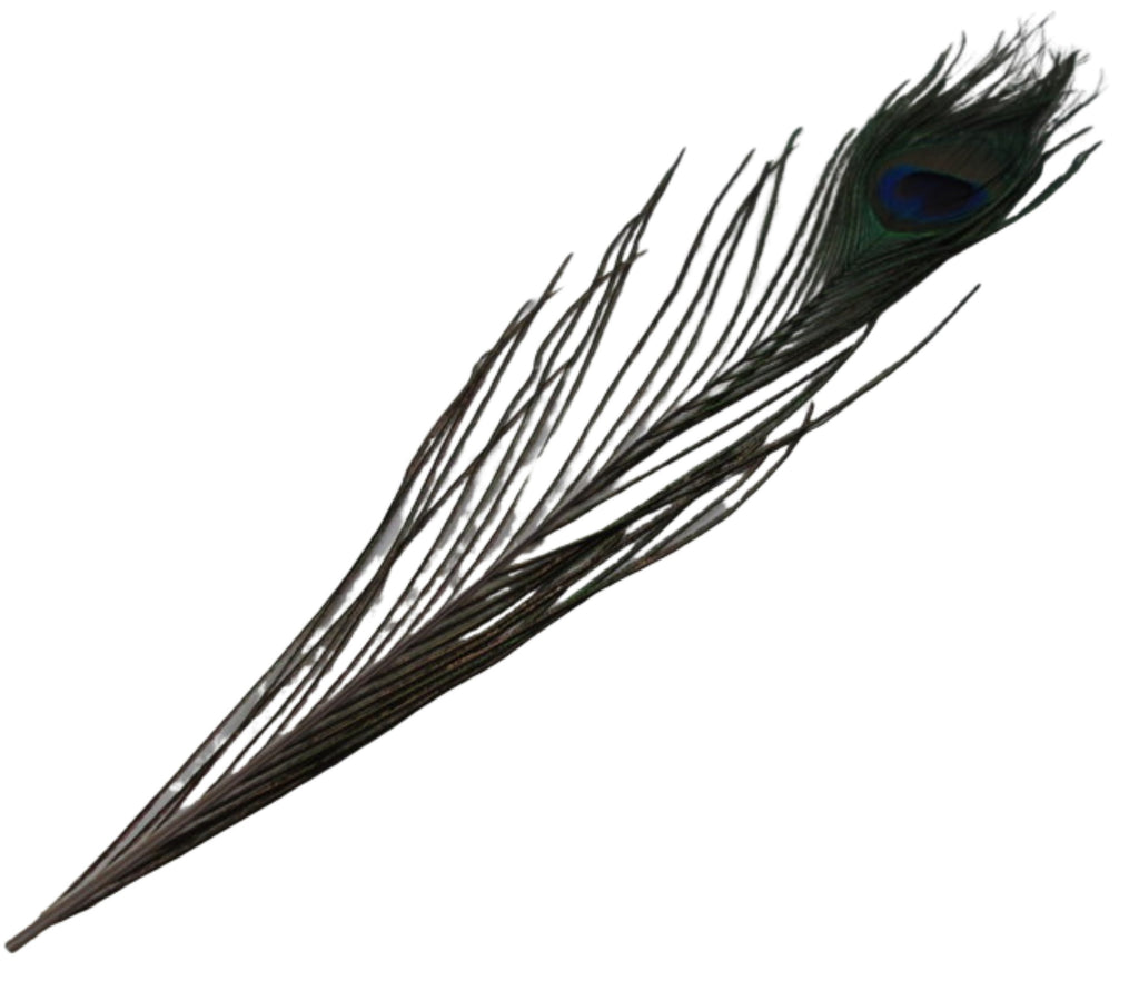 Peacock Feather