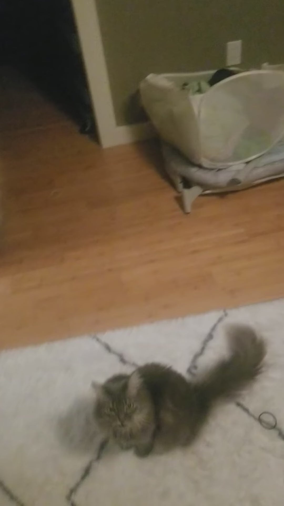 Possum fur Cat toy