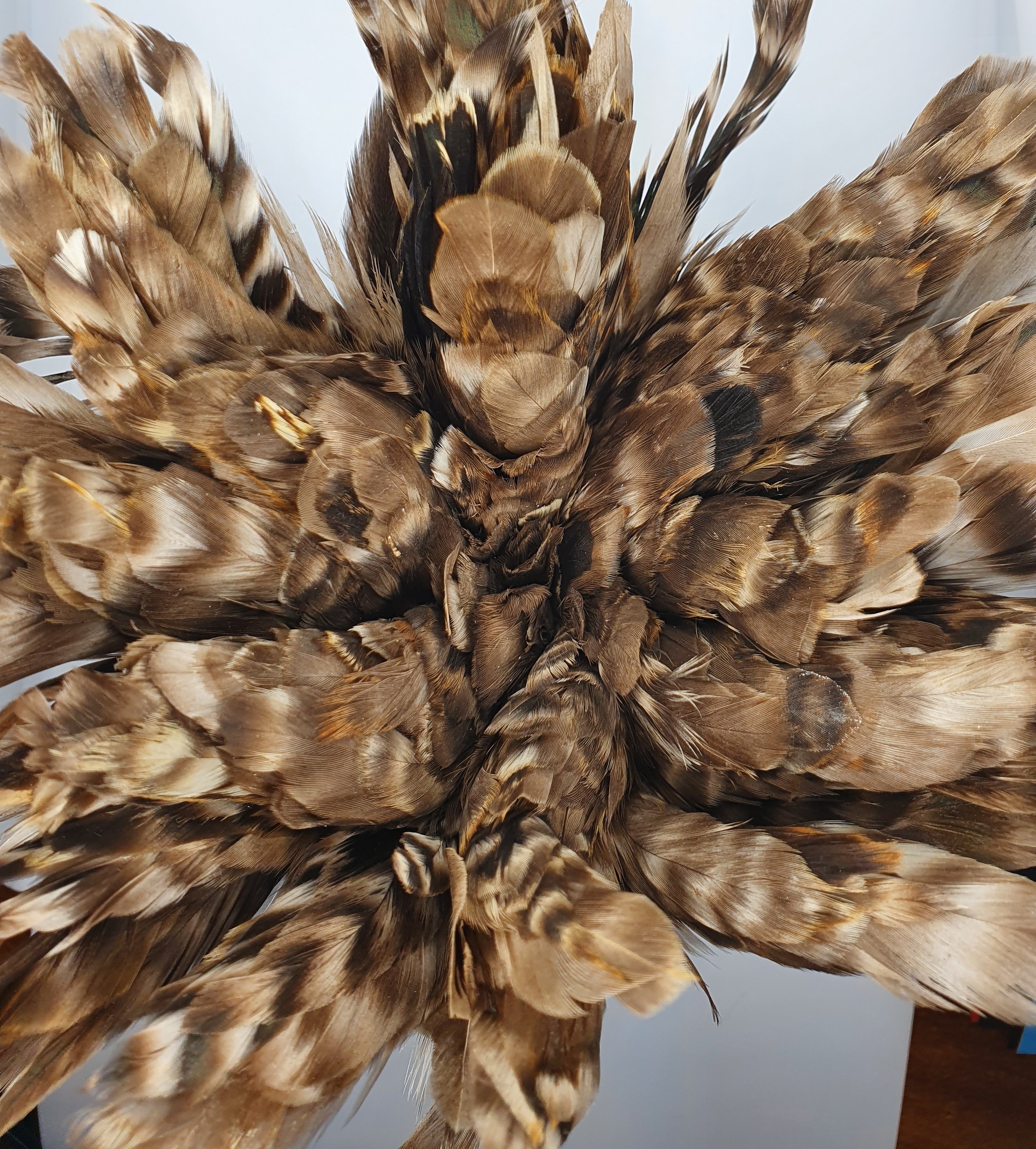 strung rooster feathers
