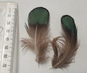 Green Lady Pheasant Feathers Loose