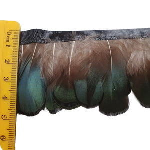 Green Lady Pheasant Feathers on band
