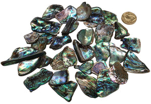 Paua Shell Pieces