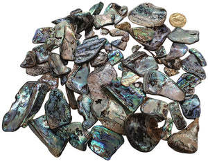 Paua Shell Pieces